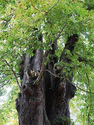 Cheshire Cat tree WestmountMag.ca