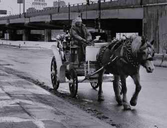 The plight of Montreal’s <br>calèche horses