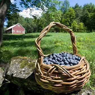 basket of blueberries - WestmountMag.ca