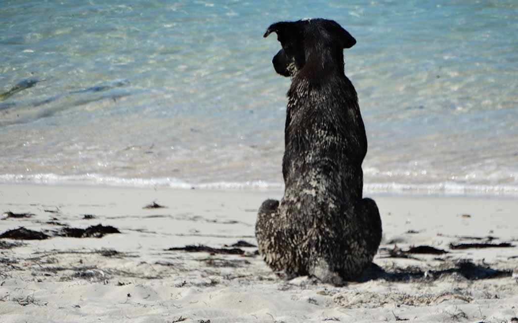 Potcake rescues dogs on the Turks and Caicos Islands - Westmount Magazine