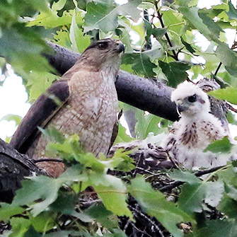 Mother Cooper’s Hawk with nestling 