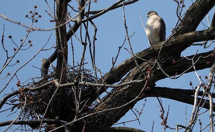 Cooper’s Hawk by nest 