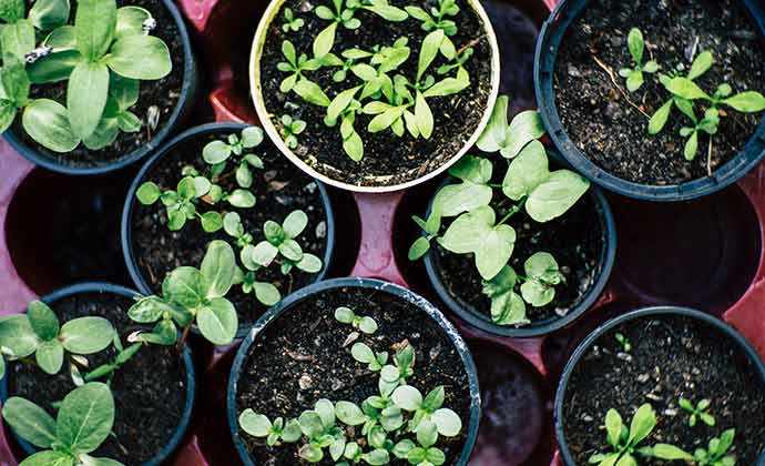 seedlings - WestmountMag.ca