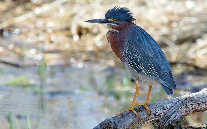 Green Heron - WestmountMag.ca