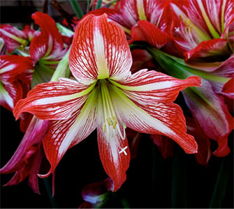 Hippeastrum correiense 