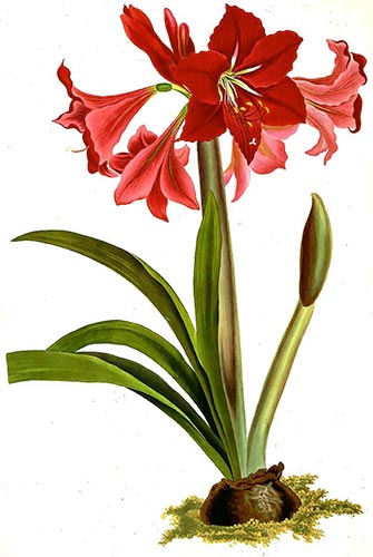 Hippeastrum johnsonii c 1790