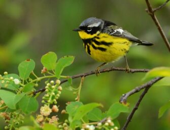 Westmount’s Summit Woods <br>is a bird sanctuary