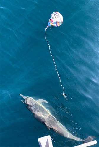 Mylar balloon in ocean