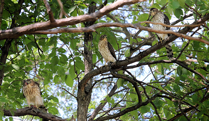 three young Cooper’s Hawks 