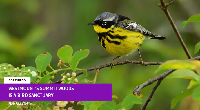 Magnolia warbler - photo: Carol Hamilton