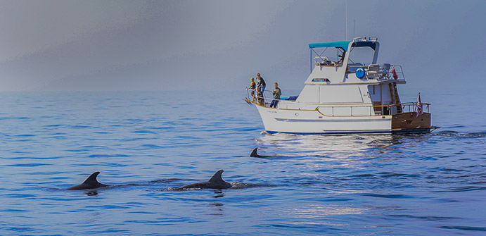 whale watching from boat 