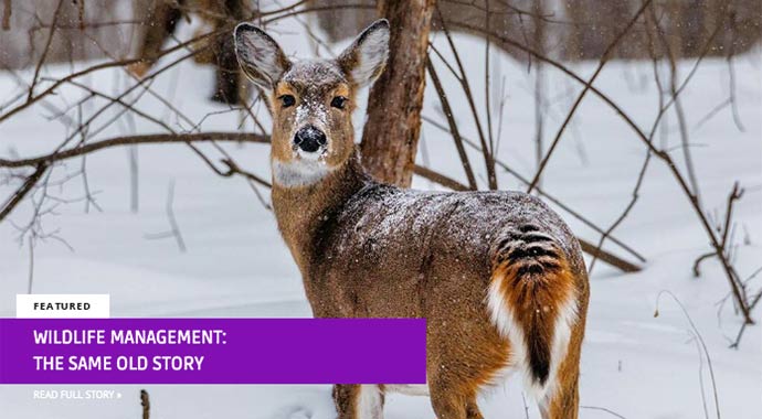 Wildlife management: the same old story